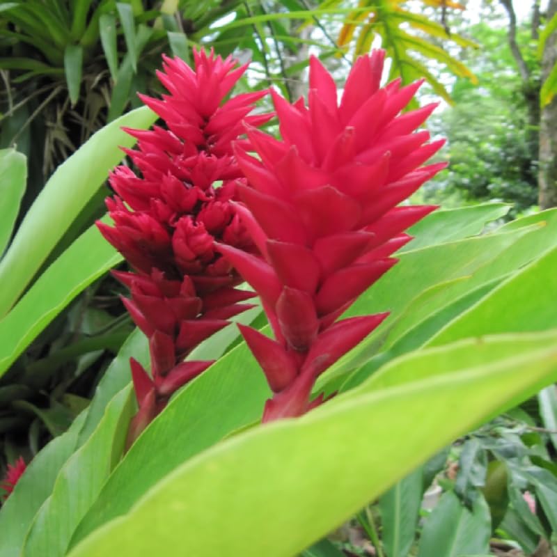 Turmeric Ginger Plants Live for Planting E2641
