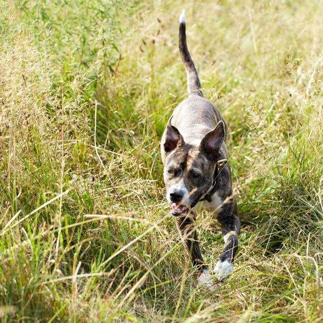 Wet Dog Food Chicken Recipe in Broth M480507