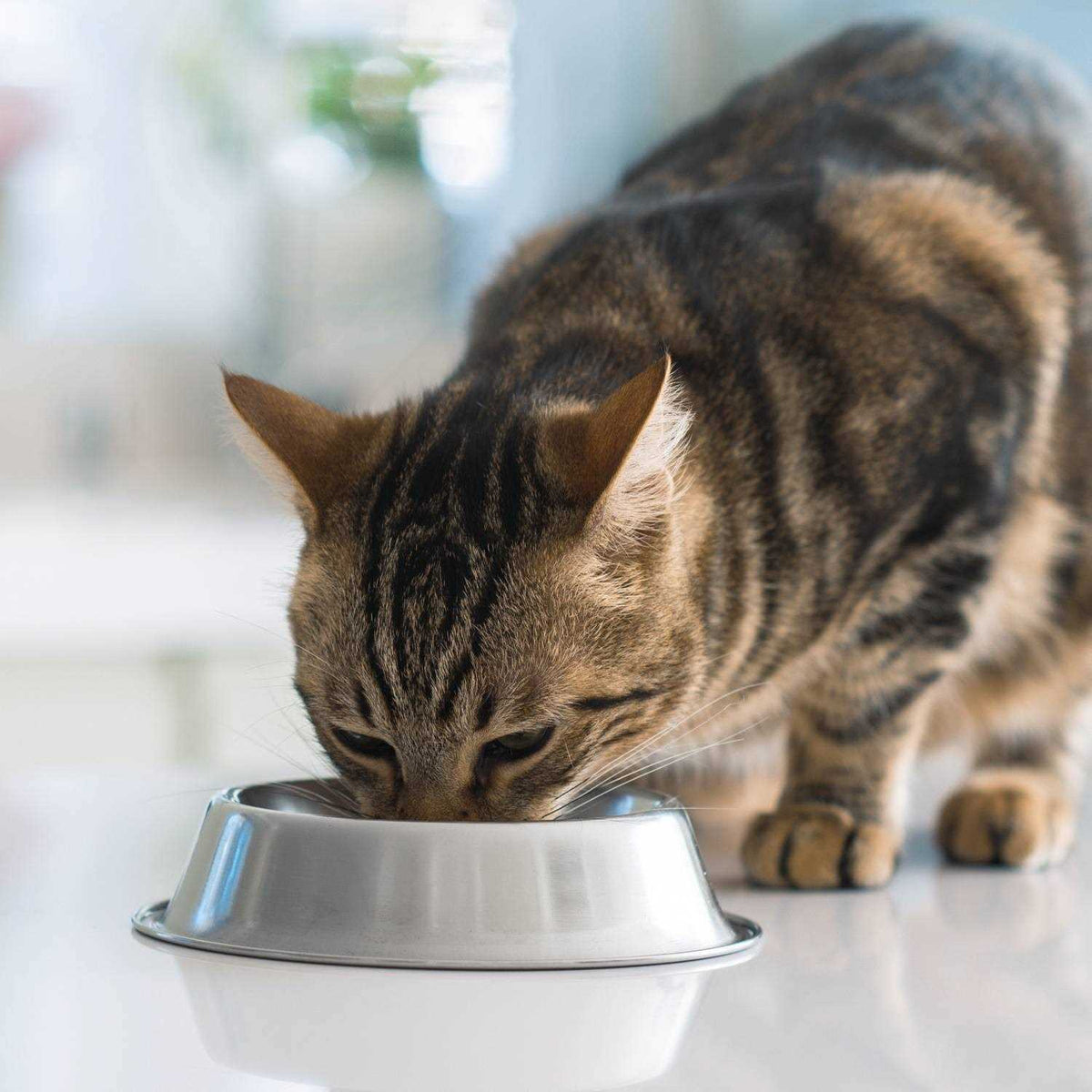 Turkey & Chicken Recipe Adult Dry Cat Food P828689