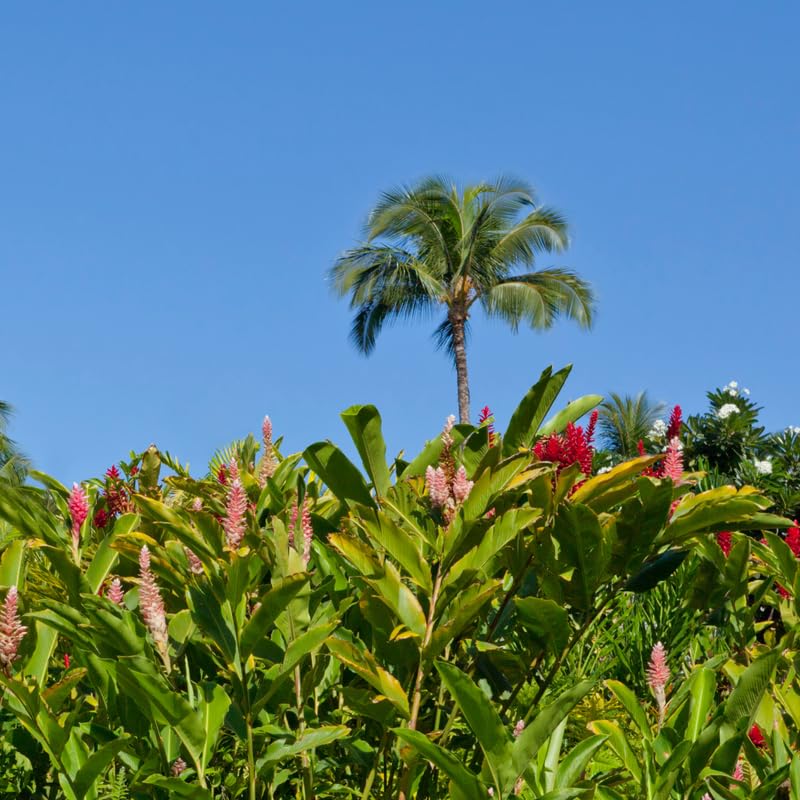 Turmeric Ginger Plants Live for Planting E2641