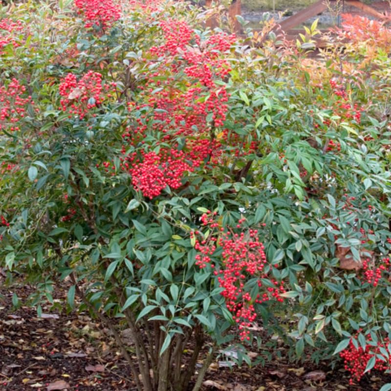 Ornamental Nandina Plant Live in Quart Pot X88689