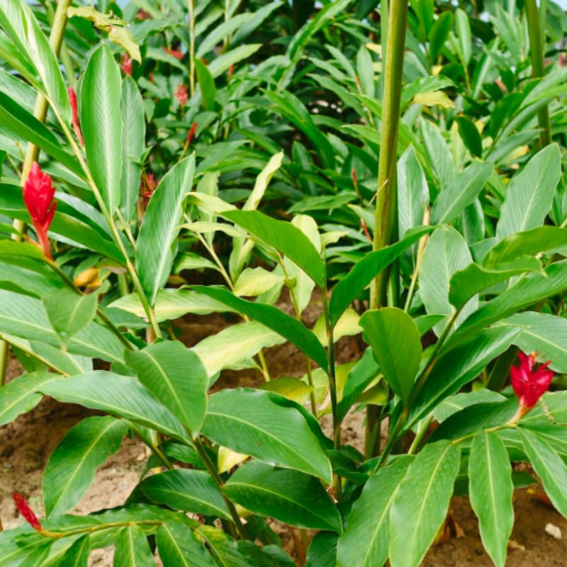 Turmeric Ginger Plants Live for Planting E2641