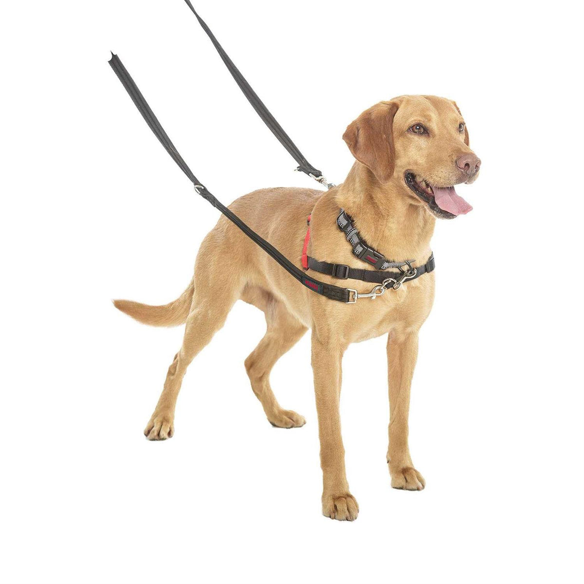 Training Lead T54668
