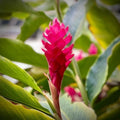 Turmeric Ginger Plants Live for Planting E2641