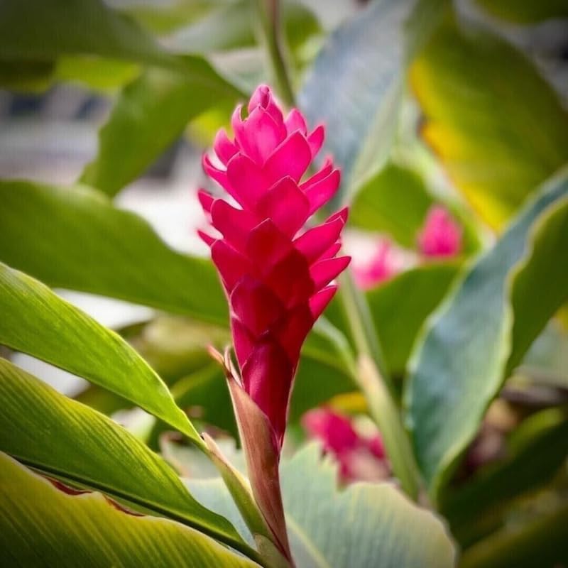 Turmeric Ginger Plants Live for Planting E2641