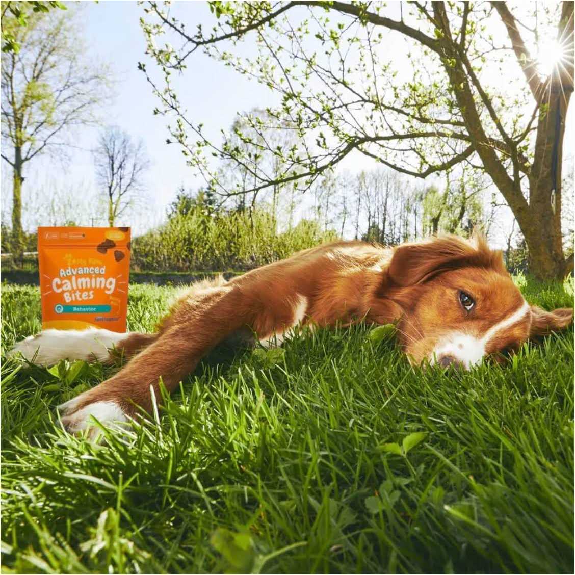 Advanced Behavior Calming Bites for Dogs R36342