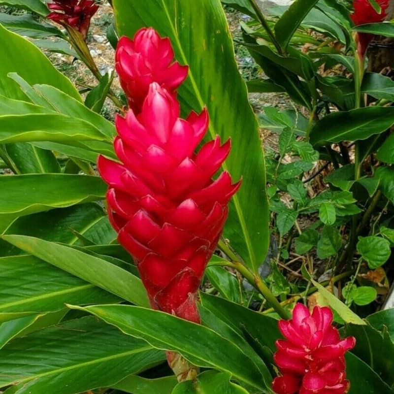 Turmeric Ginger Plants Live for Planting E2641