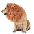 Dog Lion Mane Headwear F6405