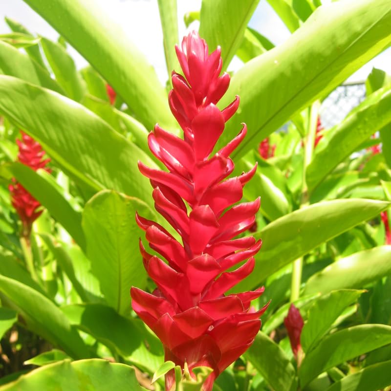 Turmeric Ginger Plants Live for Planting E2641