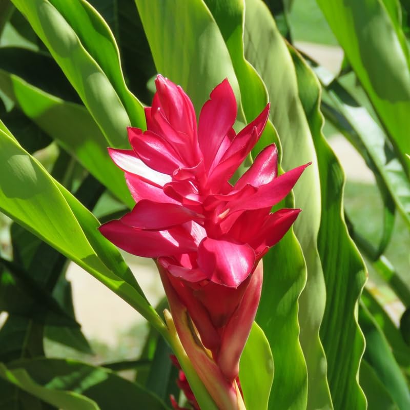Turmeric Ginger Plants Live for Planting E2641