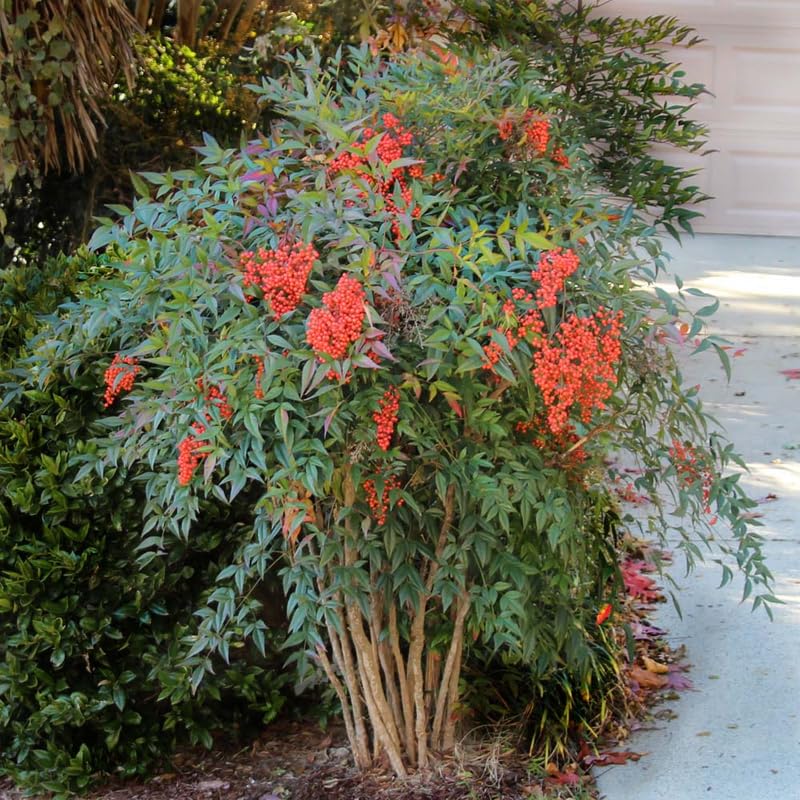 Ornamental Nandina Plant Live in Quart Pot X88689