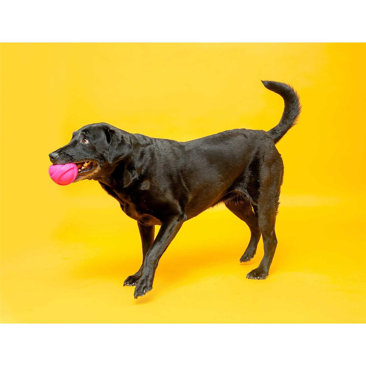 Squeaky Latex Dog Toy W4978
