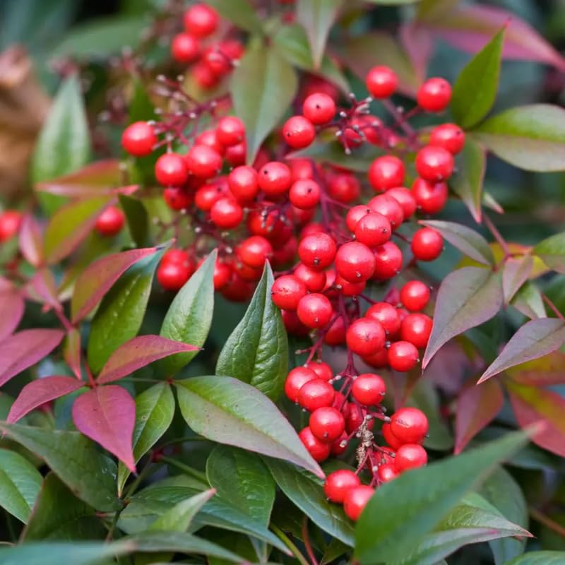 Ornamental Nandina Plant Live in Quart Pot X88689