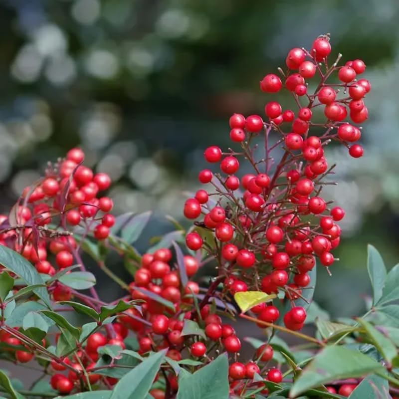 Ornamental Nandina Plant Live in Quart Pot X88689