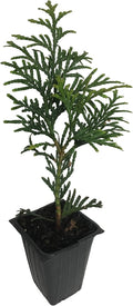 20 Arborvitae Green Giant Thuja Plicata 2.5 inch pot G160