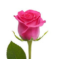 Hot Pink Roses 50 Stems, 60 cm I969126