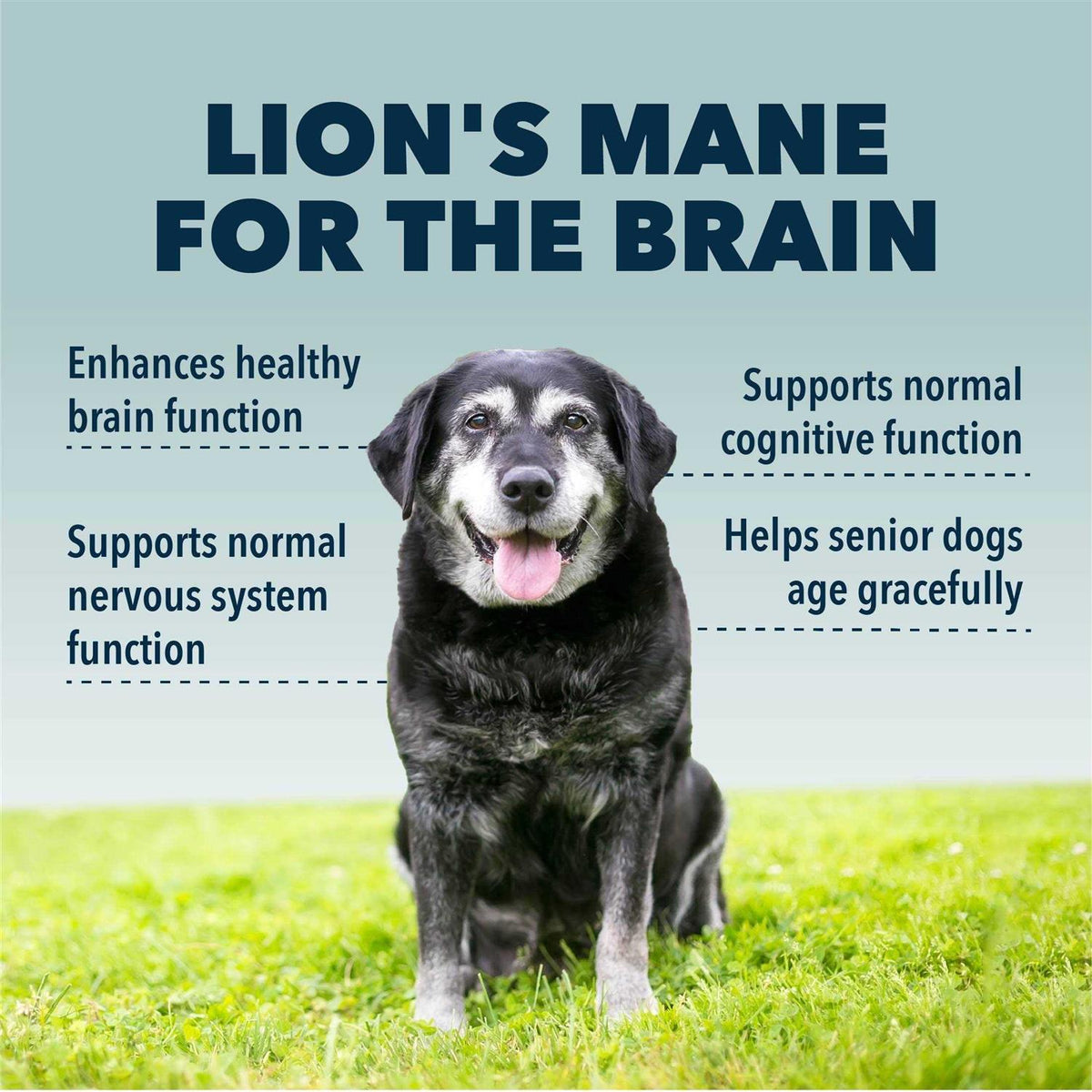 Organic Mushroom Extract for Dogs T480152