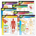 Learning Chart Combo Pack, The Human Body, 17" x 22", 7 Per Pack P8102