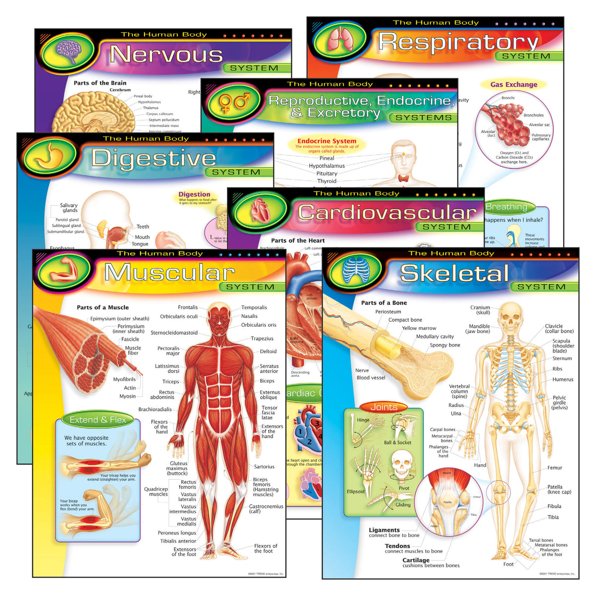 Learning Chart Combo Pack, The Human Body, 17" x 22", 7 Per Pack P8102