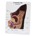 Canine Ear Model I3603