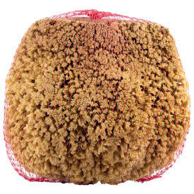 Large Natural Sea Sponge, Beige, 12/Case O5706