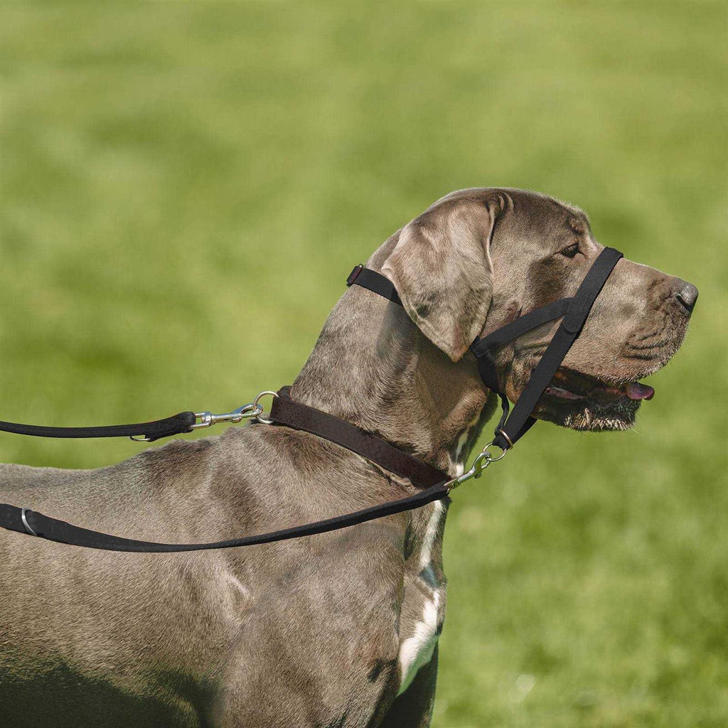 Training Lead T54668
