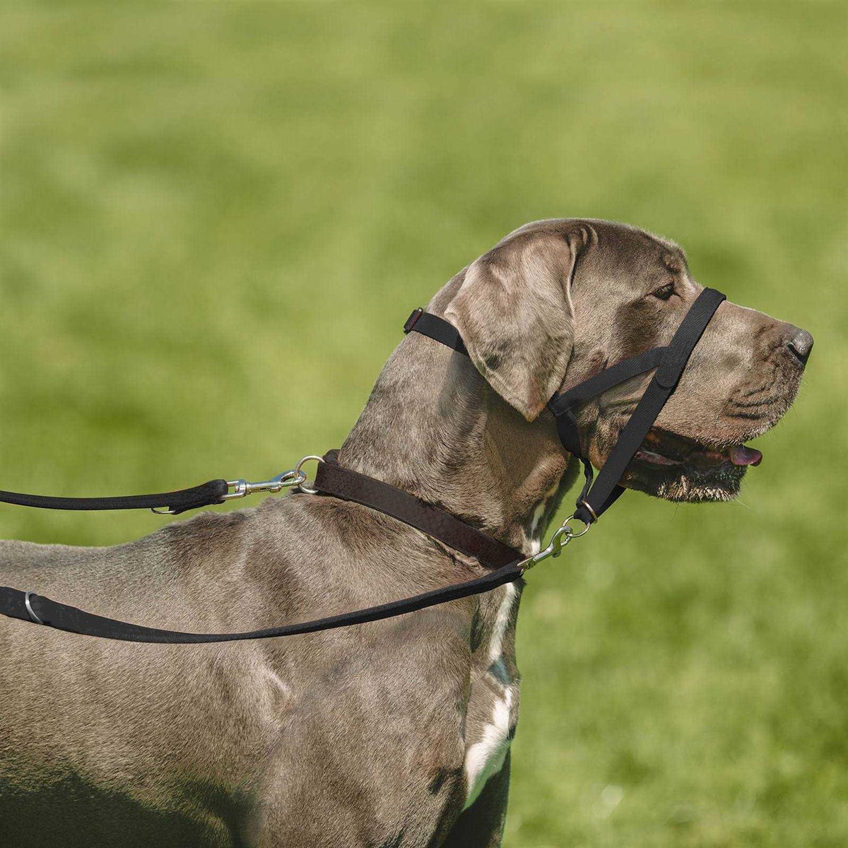 Training Lead T54668