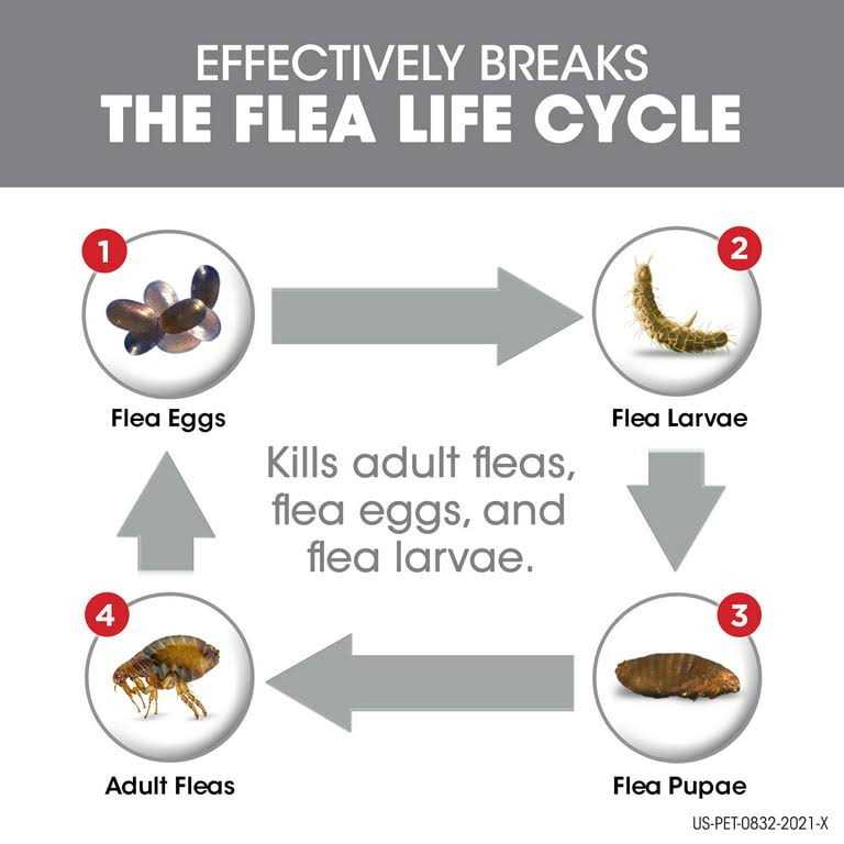 Flea Tick Dogs Q968848